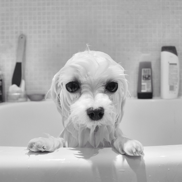 perro pequeño en bañera