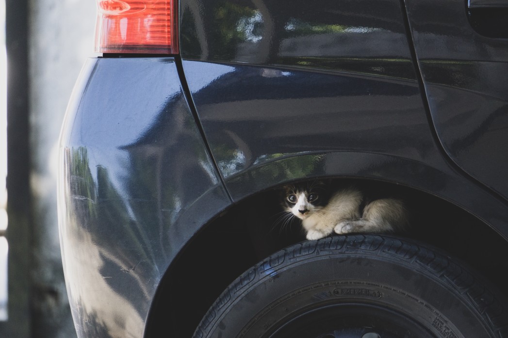 Gatito en una rueda de un coche