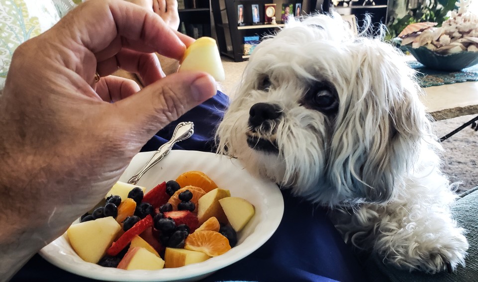 dando fruta al perro